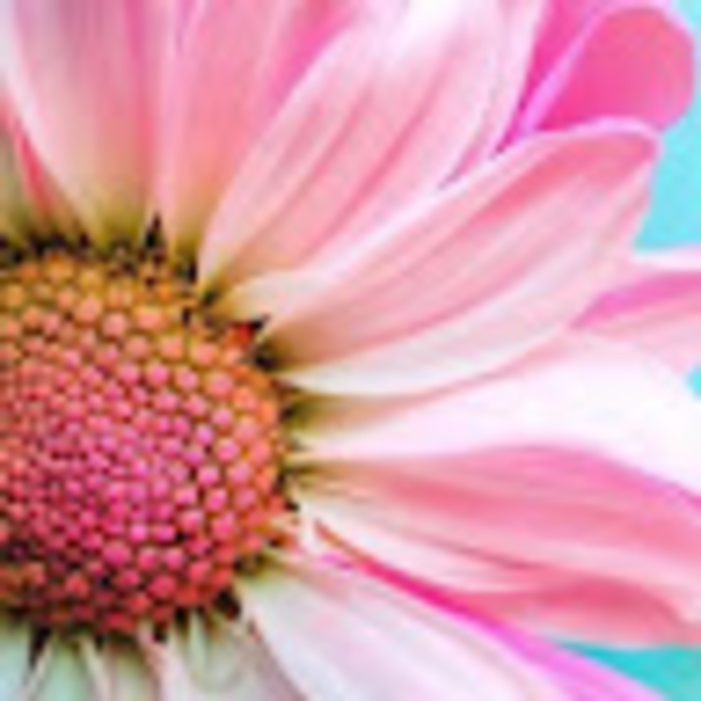 Meet your Posher, Dorothy